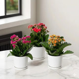 Kalanchoe blossifeldiana or Flaming Katy (Indoor)