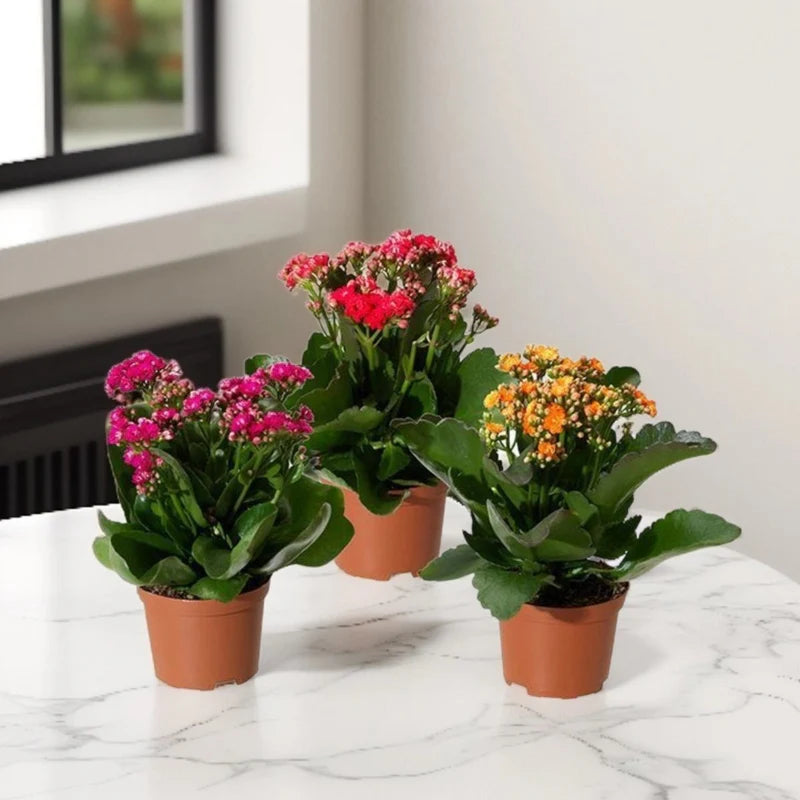 Kalanchoe blossifeldiana or Flaming Katy (Indoor)
