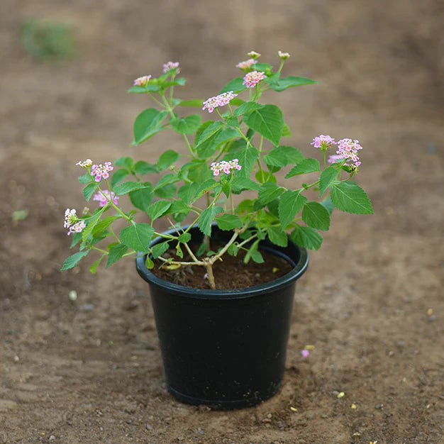 Lantana camara "Pink"