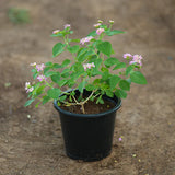 Lantana camara "Pink"