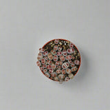 Lithops sp "Living Stones" 8-10cm