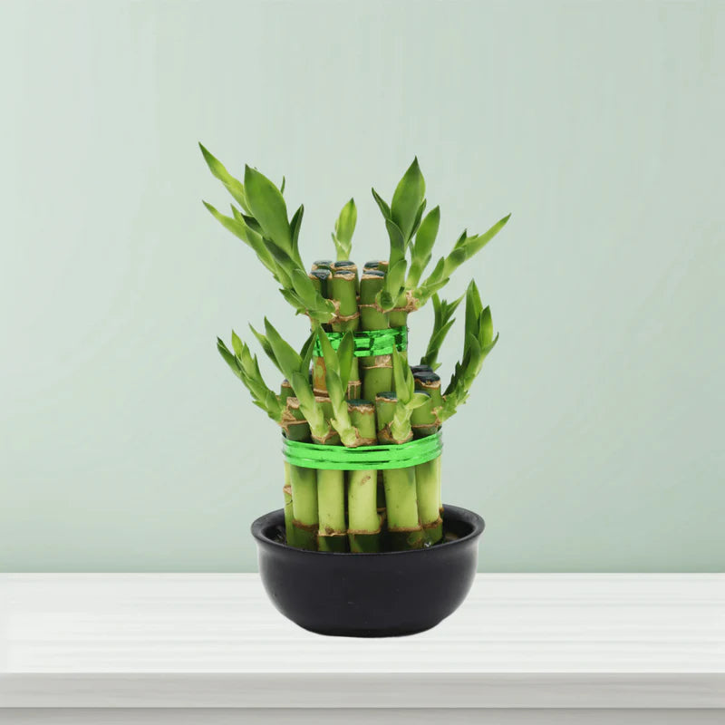 Lucky Bamboo Steps
