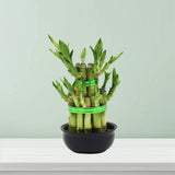 Lucky Bamboo Steps
