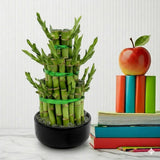 Lucky Bamboo Steps