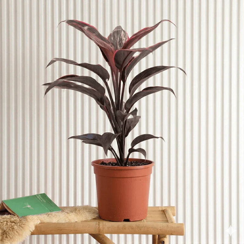 Mambo Cordyline - 25-30cm | Dubai's Good Luck Plant!