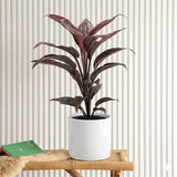 Mambo Cordyline - 25-30cm | Dubai's Good Luck Plant!