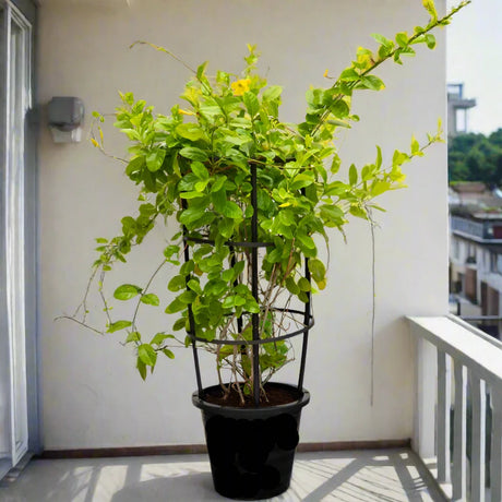 Mandevilla splendens Or Yellow Bell Climber
