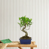 Mini Bonsai Mixed with Bowl 40-50cm