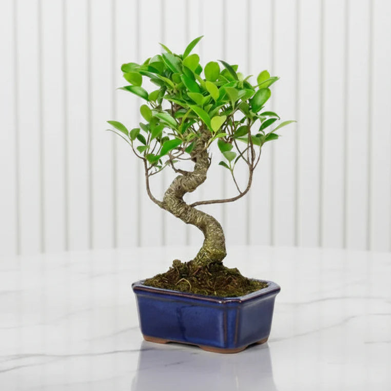 Mini Bonsai Mixed with Bowl 40-50cm