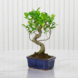 Mini Bonsai Mixed with Bowl 40-50cm
