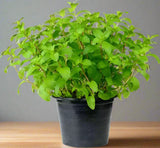 Mint Plant or Mentha