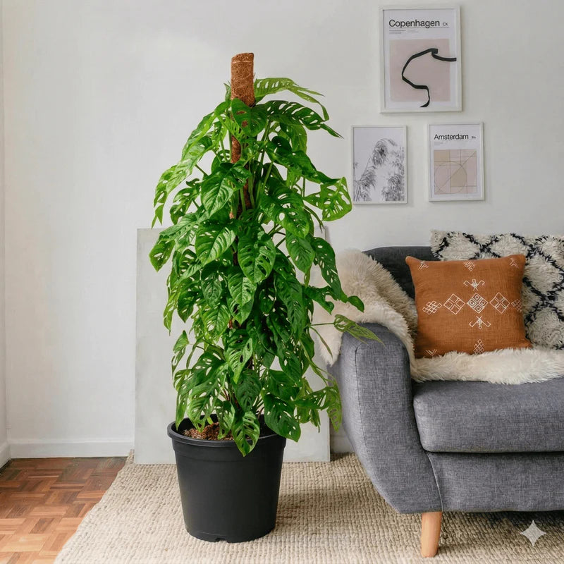 Monstera adansonii | Swiss Cheese Plant 1.0-1.2m