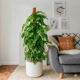 Monstera adansonii | Swiss Cheese Plant 1.0-1.2m