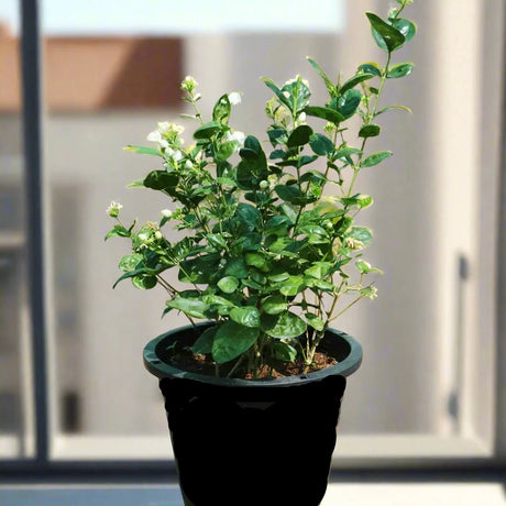 Jasminum sambac "The Arabian Jasmine"
