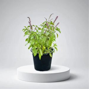 Herbs & Vegetable Plants