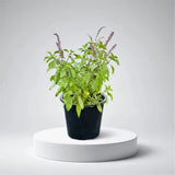 Ocimum tenuiflorum/Tulsi plant/Holy Basil