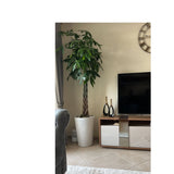 Pachira aquatica, Money Tree "Twisted Trunk" 130 - 150cm  شجرة المال