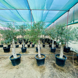 Olea europea or Mature Olive Tree 1.5-1.7m, 90-100mm Dia