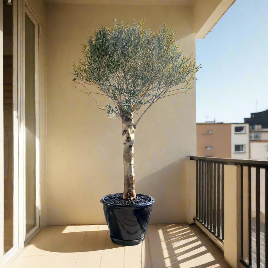Olea europea or Mature Olive Tree 1.5-1.7m, 90-100mm Dia