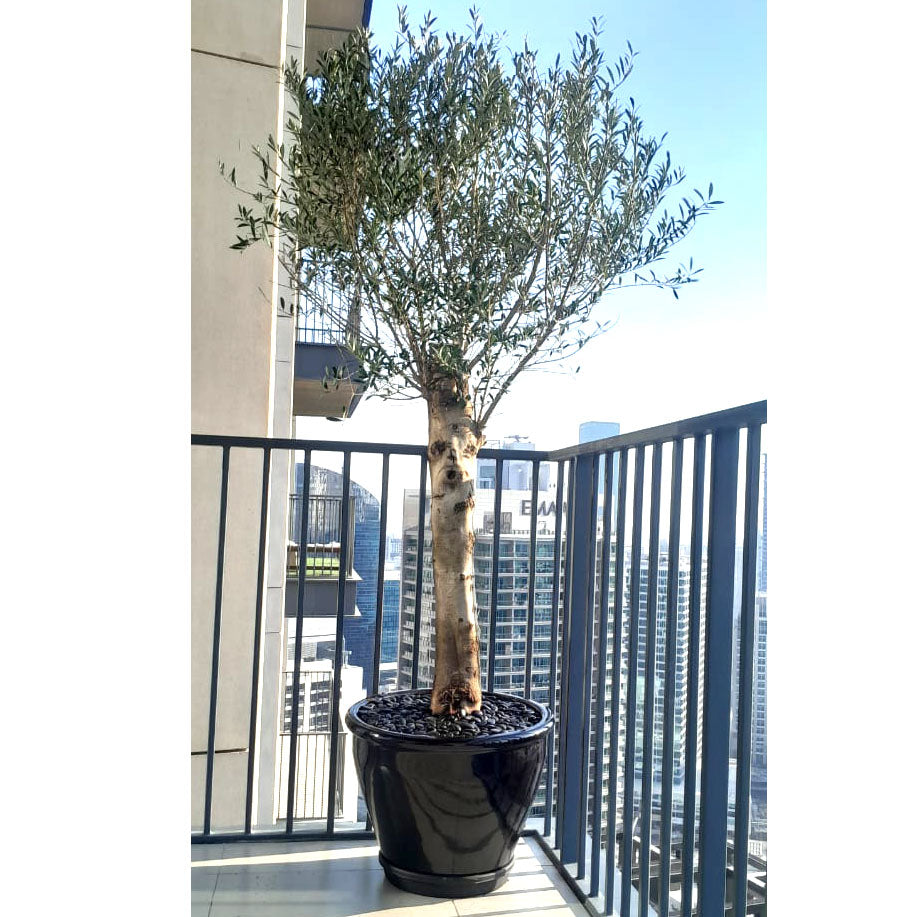 Olea europea or Mature Olive Tree 1.5-1.7m, 90-100mm Dia