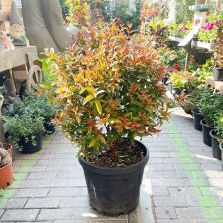 Syzygium Australe Christina