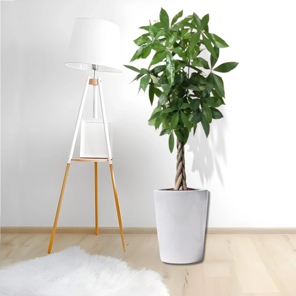 Pachira aquatica, Money Tree "Twisted Trunk" 130 - 150cm  شجرة المال