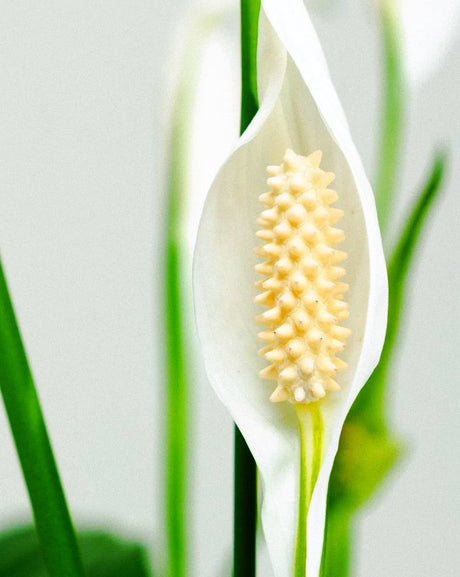 Spathiphyllum or Peace Lily "زنبق السلام"