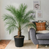 Phoenix Roebelenii | Dubai's Best Selling Plants!