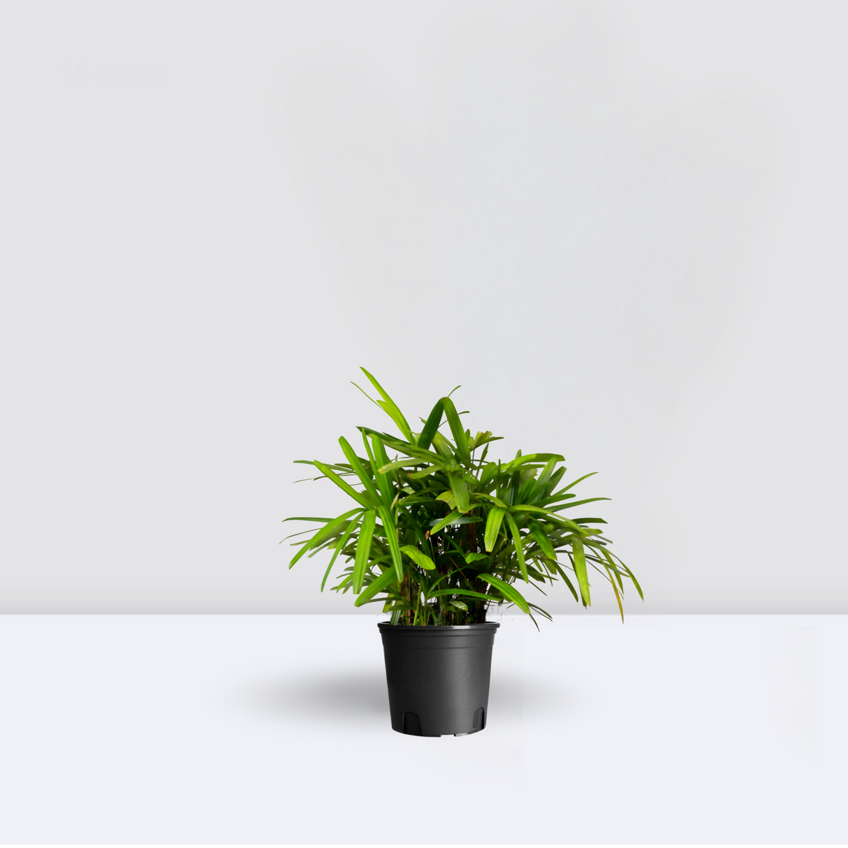 Rhapis Excelsa "Lady Palm سيدة النخيل or Miniature Fan Palm"