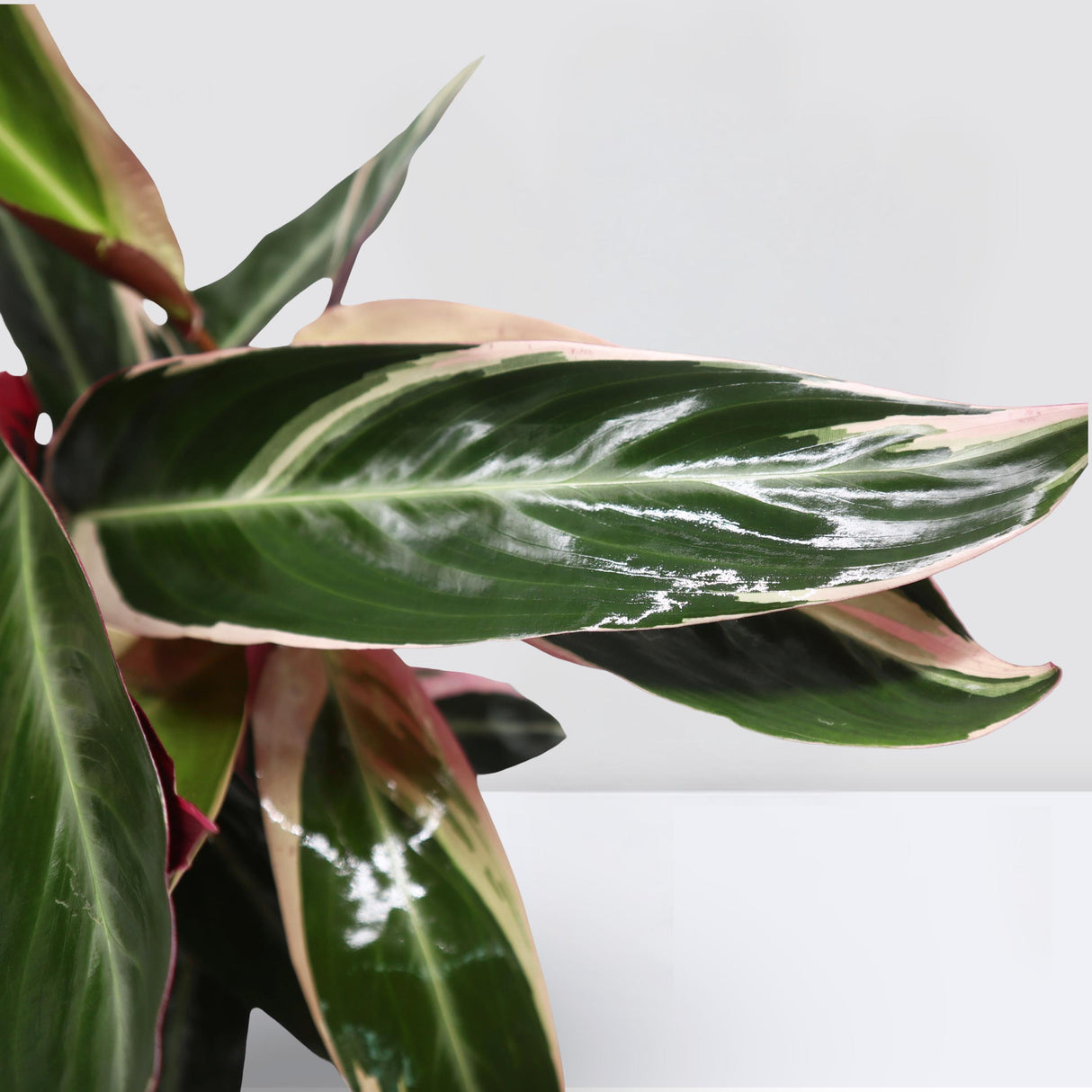 Triostar (Stromanthe Sanguinea)