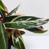 Triostar (Stromanthe Sanguinea)