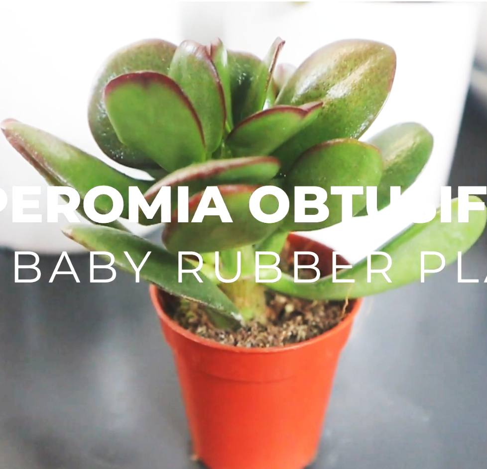 Peperomia obtusifolia, Baby Rubber Plant or Pepper face 10 – 15cm