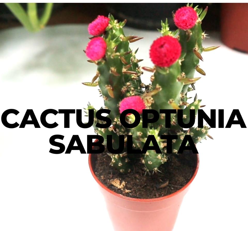 Eve's pin Cactus | Opuntia Subulata Indoor 5-8cm