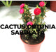 Eve's pin Cactus | Opuntia Subulata Indoor 5-8cm