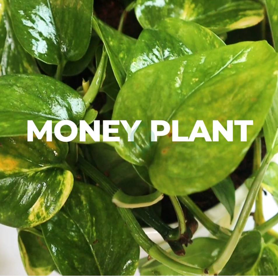 Hanging Money Plant "Epipremnum aureum"