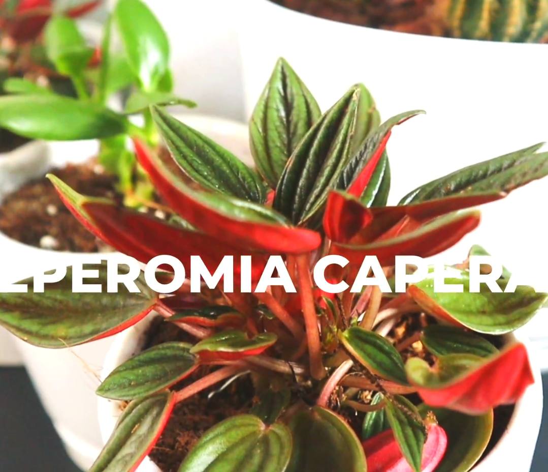 Peperomia Caperata