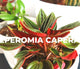 Peperomia Caperata