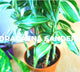 Dracaena Sanderiana | Ribbon Dracaena