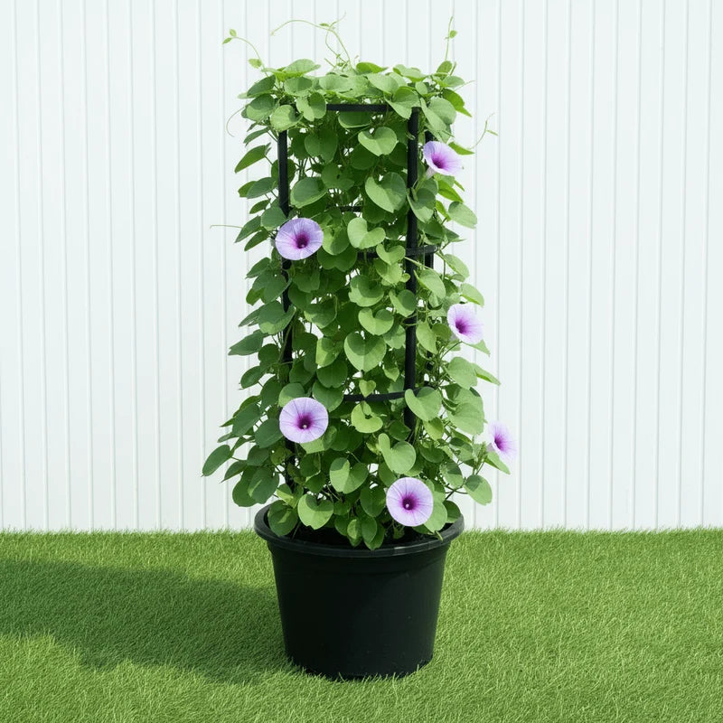 Railroad Vine - Railway Creeper (Ipomoea pes-caprae) | Dubai Gardens Glory!