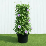 Railroad Vine - Railway Creeper (Ipomoea pes-caprae) | Dubai Gardens Glory!