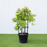 Quisqualis indica Or Rangoon Creeper