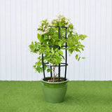 Quisqualis indica Or Rangoon Creeper