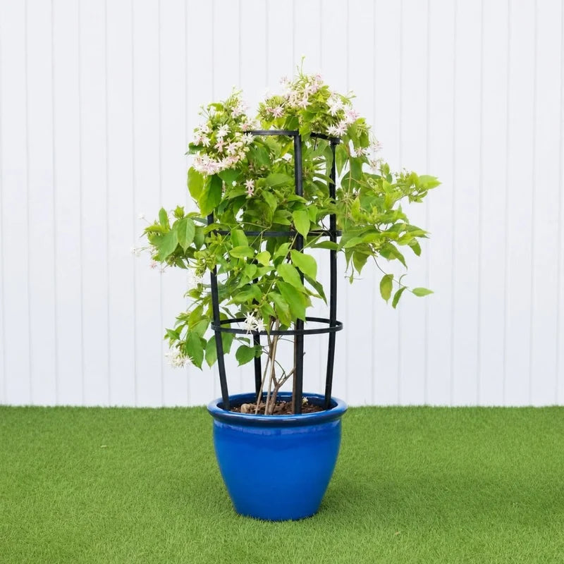 Quisqualis indica Or Rangoon Creeper