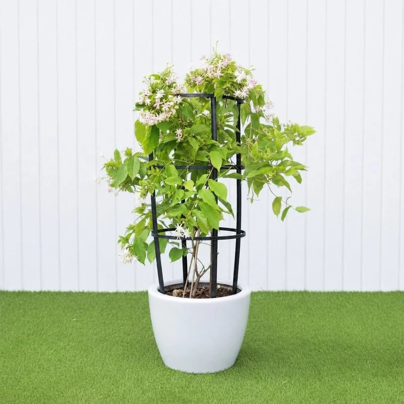 Quisqualis indica Or Rangoon Creeper