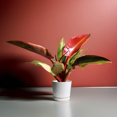 Philodendron Red Sun