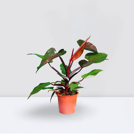 Philodendron Pink Princess