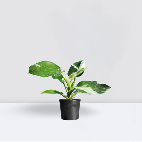 Philodendron White Princess