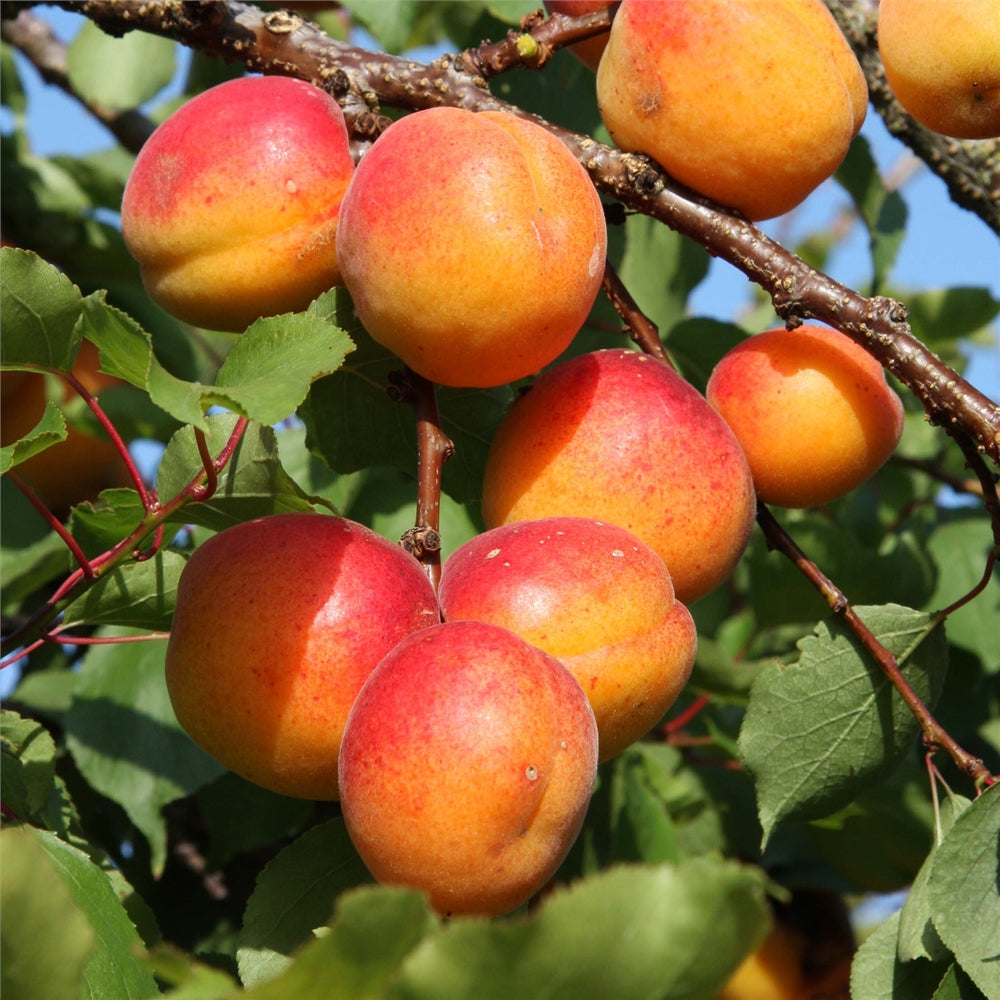 Apricot Tree 1.2-1.5m