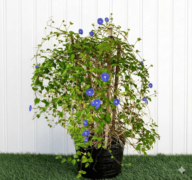 Sky Blue Cluster Vine - Jacquemontia Pentantha | Dubai's Lush Greens!