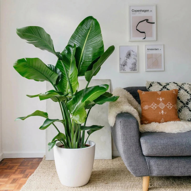Strelitzia 🕊️ Bird of Paradise Plant | Dubai's Favorite Greens!طائر الجنة